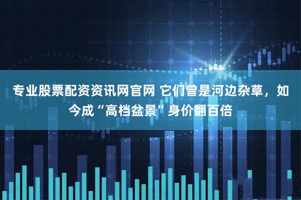 专业股票配资资讯网官网 它们曾是河边杂草，如今成“高档盆景”身价翻百倍